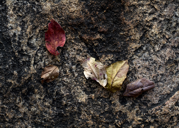 Fallen Leaves