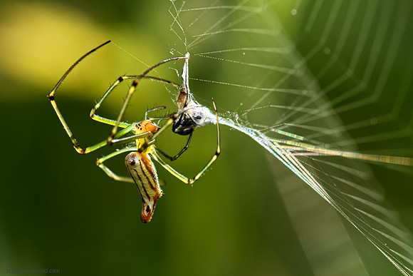 Orchard Weaver